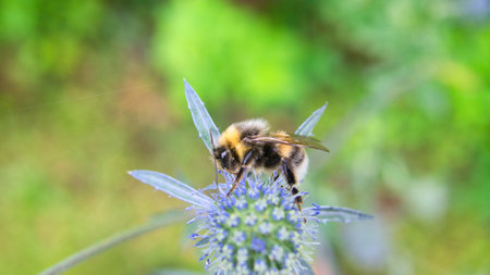 Bumblebee on a flower collecting nectar. Insect on a flower with pollen in nature. Animal photoの写真素材