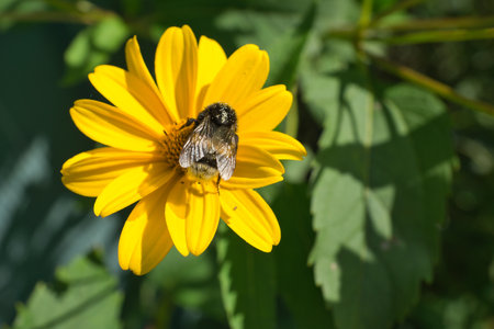 Bumblebee on a flower collecting nectar. Insect on a flower with pollen in nature. Animal photoの写真素材