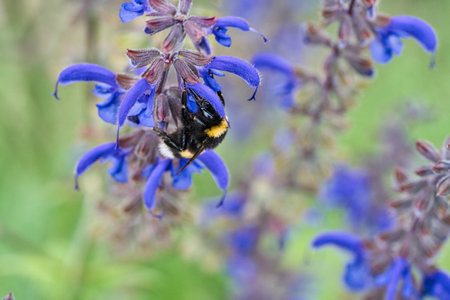 Bumblebee on a flower to collect nectar. Insect pollinating pollen in nature. Animal photoの写真素材