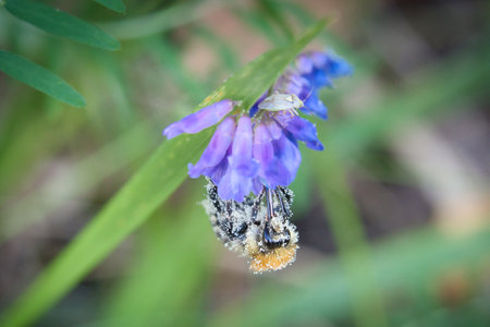 Bumblebee on a flower to collect nectar. Insect pollinating pollen in nature. Animal photoの写真素材