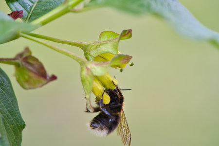 Bumblebee on a flower to collect nectar. Insect pollinating pollen in nature. Animal photo