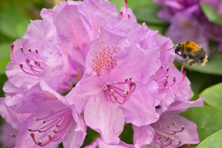 Bumblebee approaching a flower to collect nectar. Insect pollinating pollen in nature. Animal photoの写真素材