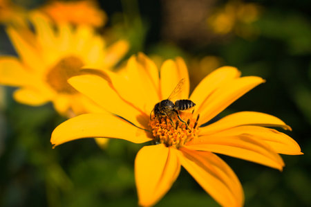 Honey bee collecting nectar on a flower. Insect photo from nature. Animal Photoの写真素材
