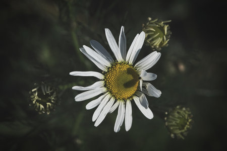 Magritte with white petals, on which a heart is outlined by a shadow, nostalgically photographed. Romantic symbol on a wildflower. Flower photo of a meadowの写真素材
