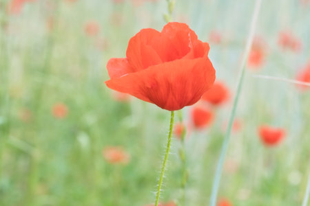 Corn poppy in a summer meadow with red petals. Wildflower from nature. Red splashes of color in green surroundingsの写真素材