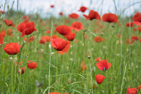 Corn poppy in a cornfield with red petals. Red splashes of color in green surroundings. Wild flower from nature.の写真素材