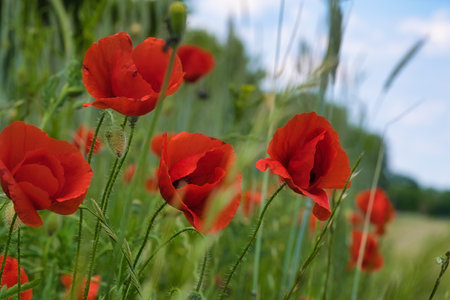 Corn poppy in a cornfield with red petals. Red splashes of color in green surroundings. Wild flower from nature.の写真素材