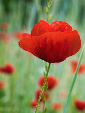 Corn poppy in a summer meadow with red petals. Wildflower from nature. Red splashes of color in green surroundingsの写真素材