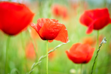 Corn poppy in a summer meadow with red petals. Wildflower from nature. Dots of red color in green surroundingsの写真素材