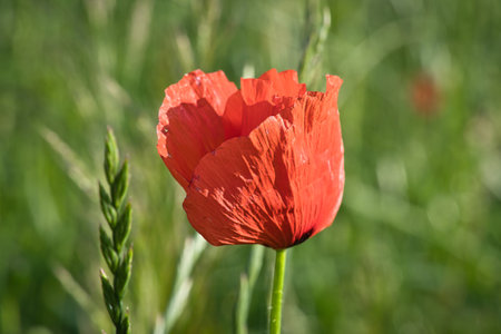 Corn poppy in a summer meadow with red petals. Wildflower from nature. Red splashes of color in green surroundingsの写真素材