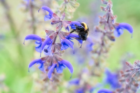 Bumblebee on a flower to collect nectar. Insect pollinating pollen in nature. Animal photoの写真素材