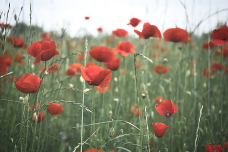 Corn poppy in a cornfield with red petals. Red splashes of color in green surroundings. Wild flower...