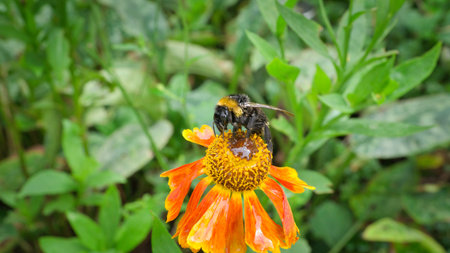 Bumblebee on a flower collecting nectar. Insect on a flower with pollen in nature. Animal photoの写真素材