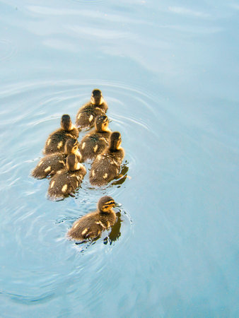 Group of mallard ducklings swimming in the water. Cute young birds with fluffy plumage. Birds from...