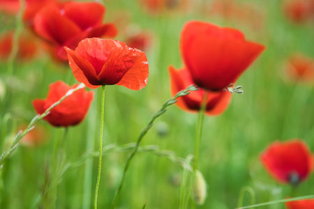 Corn poppy in a summer meadow with red petals. Wildflower from nature. Red splashes of color in green surroundingsの写真素材
