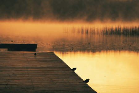 Romantic morning atmosphere at a lake with a jetty reaching into the water on which wagtails sit. Nature in Sweden, Scandinaviaの写真素材