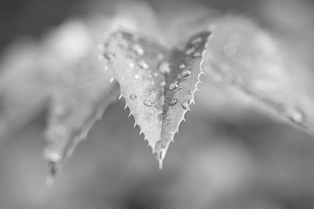 Macro shot in black and white of a leaf covered with water droplets. Plant photo from natureの写真素材