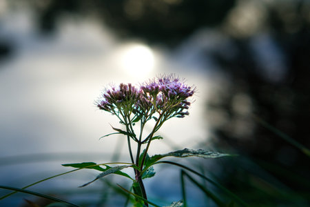 Purple flower growing near the water with the sun shining through the trees in the background