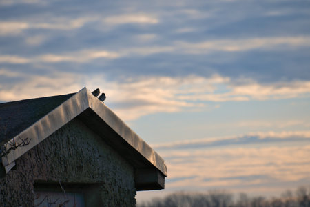 Two sparrows sitting on an eaves. Animal photo of birds from nature. Cloudy skyの写真素材