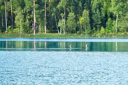 Great Diver bird in a Swedish lake, in front of trees on the shore. Blue water wild nature. Scandinavian wildlife in the northの写真素材