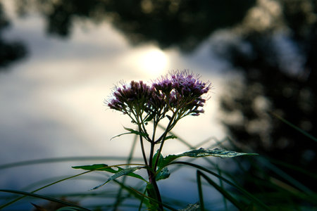 Purple flower growing near the water with the sun shining through the trees in the background