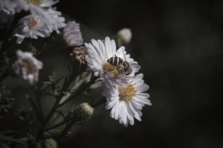 Hoverfly on a delicate pink flower collecting pollen. Macro shot of an insect. Animals in nature