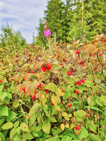 The picture shows a bush with ripe raspberries, surrounded by green foliage and grasses. Conifers and a single pink flower are visible in the background.の写真素材