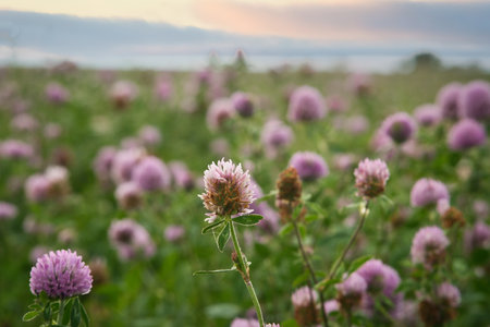 Summer meadow with clover. Pink and white flowers in the green grass. Healing and fodder plants. Flowers in natureの写真素材