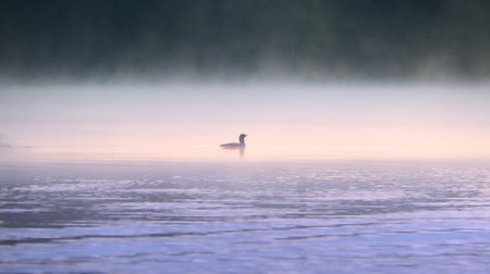 A silhouette of a great crested grebe in the fog in the water of a lake. Wildlife from Scandinavia. Rugged nature in the northの写真素材