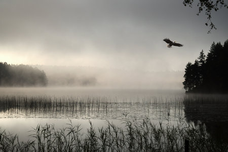 Fog forming over a lake in Sweden, with eagles in the sky, at dawn. Romantic silence, in the natureの写真素材