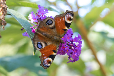 Peacock butterfly, butterfly on a flower. Butterfly bush with pink flowers. Insect photo on a flowerの写真素材