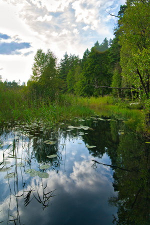 Lake in Sweden. Water lilies and reeds in the water. Trees on the shore. Scandinavian natureの写真素材