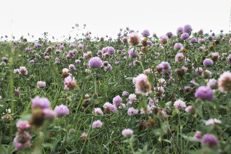 Summer meadow with clover. Pink and white flowers in the green grass. Flowers in natureの写真素材