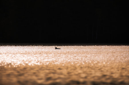A miniature silhouette of a grebe bird in the glittering waters of a lake. Wildlife from Scandinavia. Rough nature in the northの写真素材