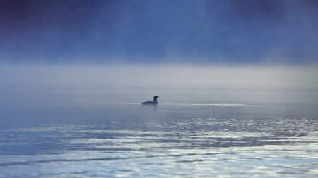 A silhouette of a magnificent great crested grebe in the fog in the water of a Swedish lake. Wildlife from Scandinavia. Rugged nature in the northの写真素材
