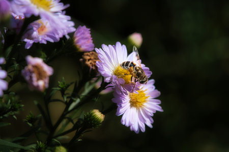Hoverfly on a delicate pink flower collecting pollen. Macro shot of an insect. Animals in natureの写真素材