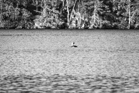Splendid grebe bird in a lake, in front of trees on the shore in black and white. Blue water wild nature. Scandinavian wildlife in the northの写真素材