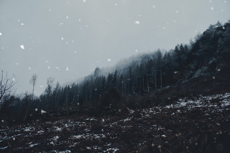 View of the GroÃer Zschirnstein with snow-covered trees and in the fog during a snowfall, during a hike. From the nature park in the Elbe Sandstone Mountains. Landscape of things in Germanyの写真素材