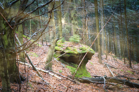 Stone in the forest with a small fir tree on the stone, which is slightly illuminated by the sunlight. Nature reserveの写真素材