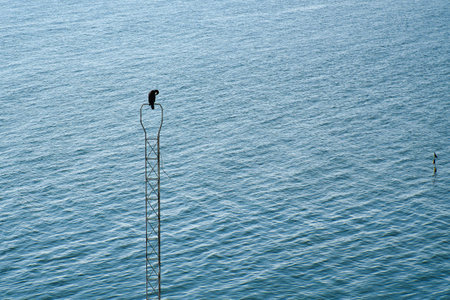 A black cormorant bird on a metal, narrow structure above a calm water surface. The background is characterized by wavy, blue water.の写真素材