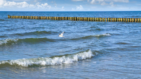 Seagull flies along the coast over waves by the sea. Groynes jut out into the Baltic Sea. Animal photo from natureの写真素材