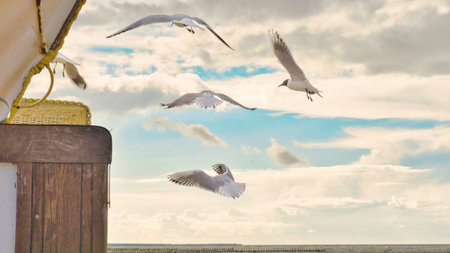 Sound of waves and seagulls in a beautiful light atmosphereの写真素材