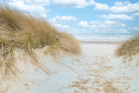 Beach crossing to the Baltic Sea. White sand and dune grass. Nature photo from a German islandの写真素材