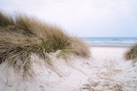 Beach crossing to the Baltic Sea. White sand and dune grass. Nature photo from a German islandの写真素材