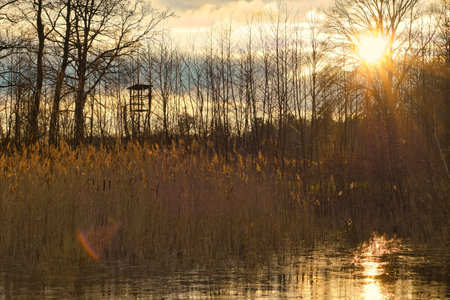 Frosty lake with coots in the ice-free zone. Trees at the edge and reeds in the lake. Nature photo near Berlinの写真素材
