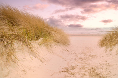 Beach crossing on the island of Usedom to the Baltic Sea. White sand and dune grass. Nature photo from a German islandの写真素材