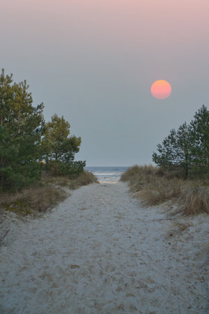 Beach crossing on the island of Usedom to the Baltic Sea. The sun is in the sky. White sand and trees. Nature photo from a German islandの写真素材