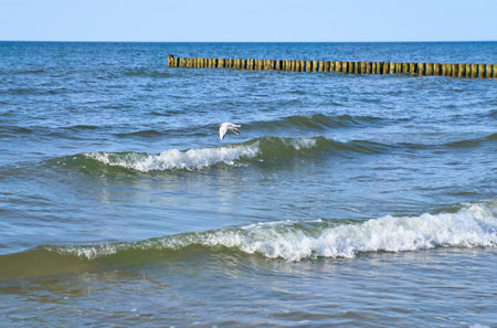 Seagull flies along the coast over waves by the sea. Groynes jut out into the Baltic Sea. Animal photo from natureの写真素材