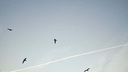 Seagulls glide gracefully through the clear sky, accompanied by gentle clouds and contrails. Wildlife photos of birds. Minimalist nature photography with freedom and lightness.の写真素材