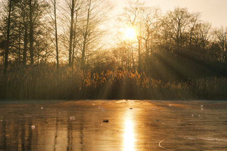Frosty lake with coots in the ice-free zone. Trees at the edge and reeds in the lake. Nature photo near Berlinの写真素材